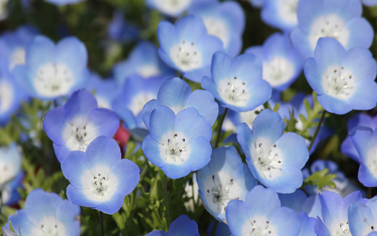 日本語の国産CMSです。編集・更新が簡単に行えます。